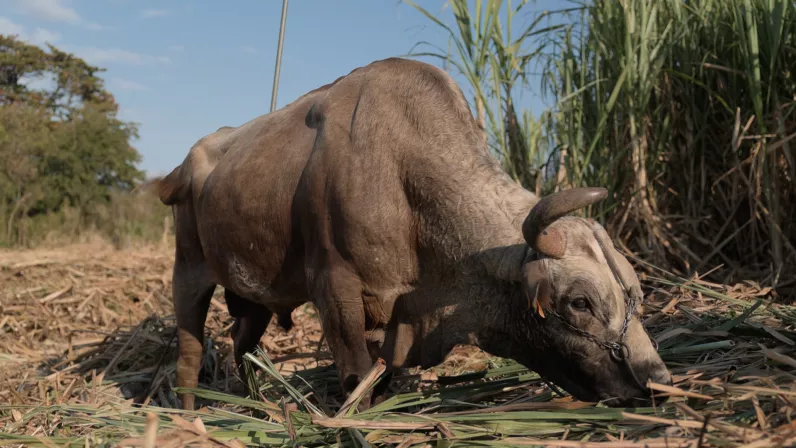 LES NOUVEAUS DEFIS SAISON 4 Les Nouveaux Défis, votre rendez-vous avec l’économie de l'île sur Réunion la 1ère.  Chaque mois, Stéphanie Joannès vous invite dans les coulisses des entreprises et des industries de notre île à la découverte des secrets de la production locale et à la rencontre des hommes et des femmes qui font vivre l’économie.