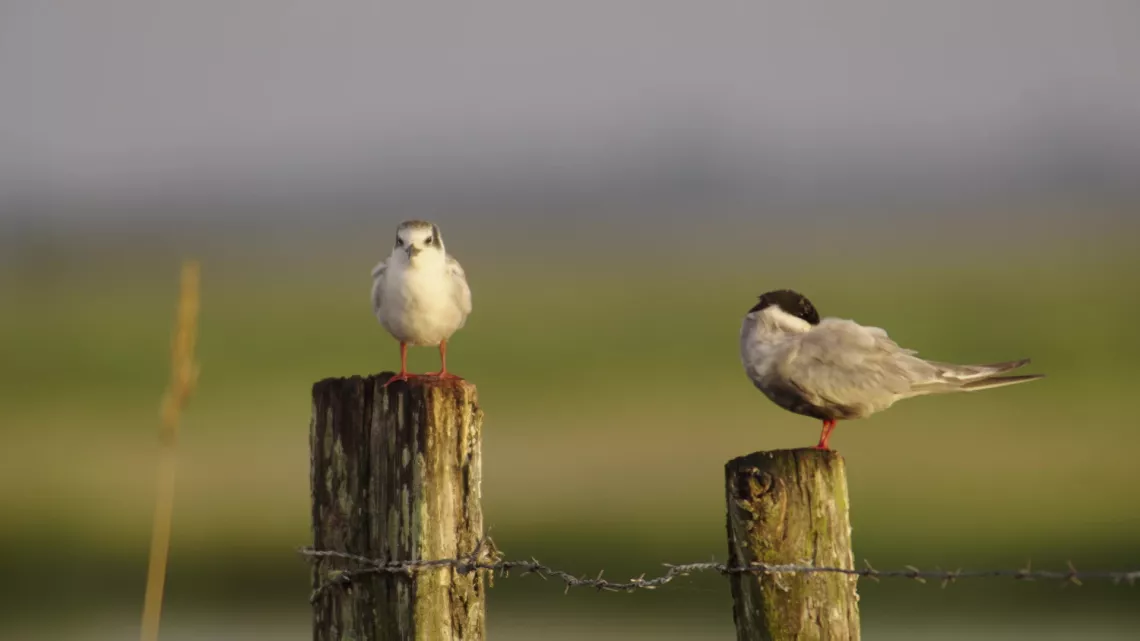 Loire Terre Sauvage  © Nomades TV