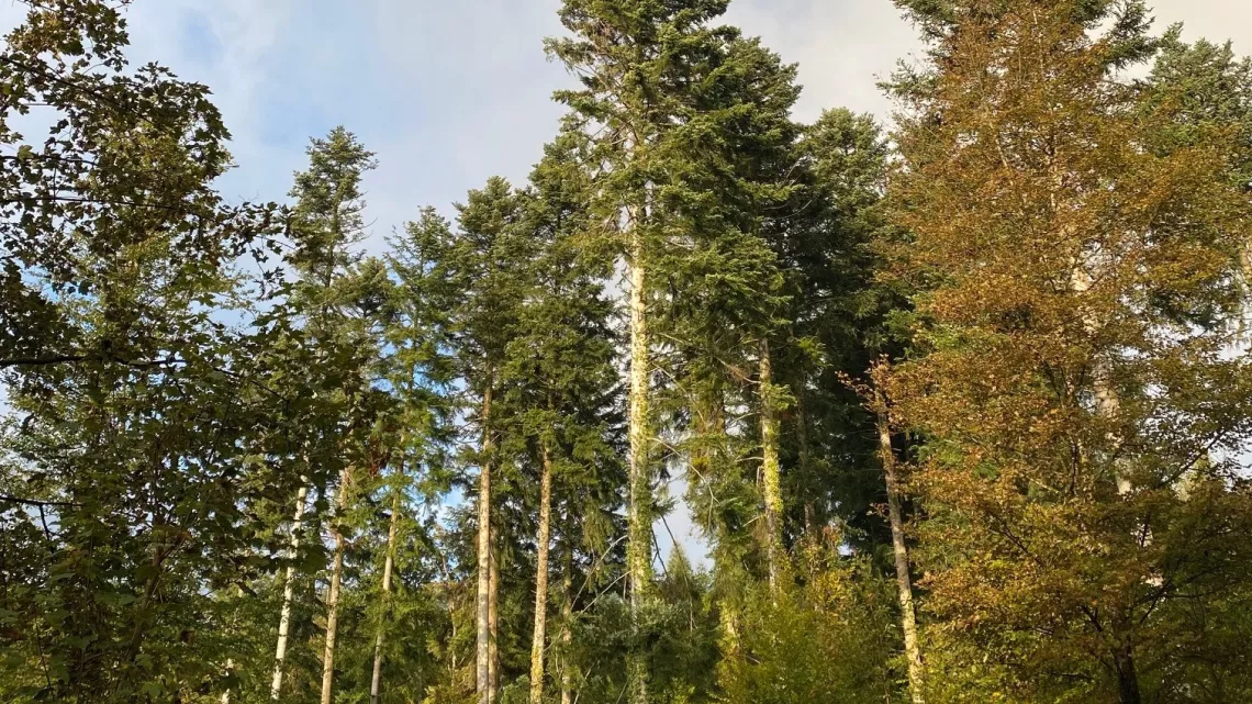 NLE forêts