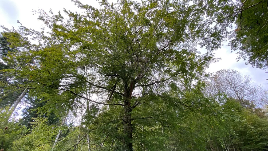 NLE forêts