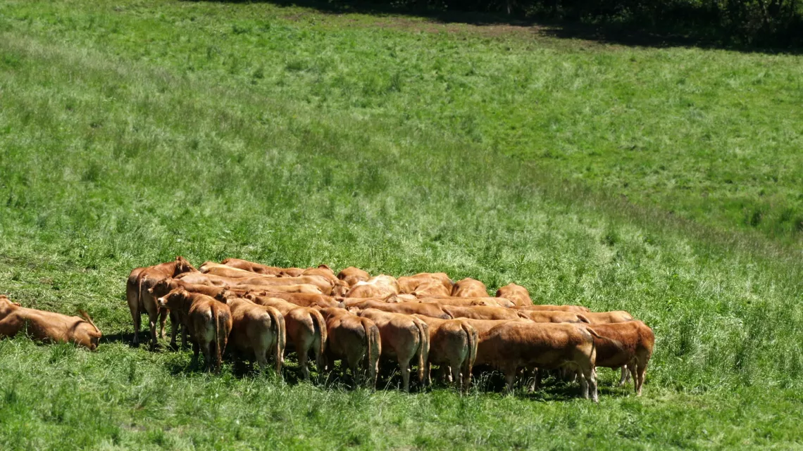 Oh la vache !