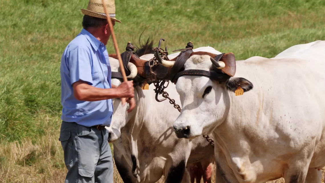 Oh la vache !