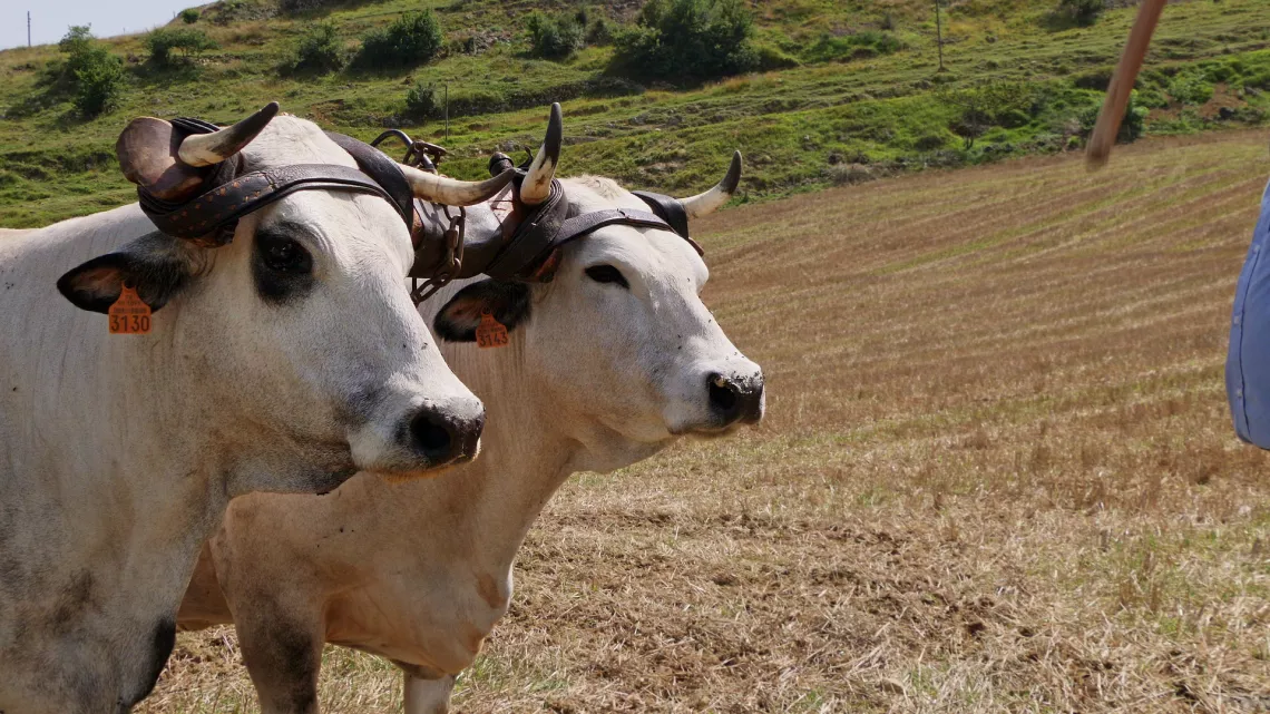Oh la vache !