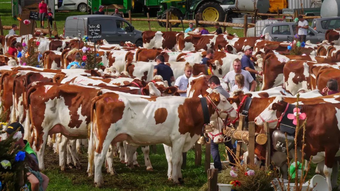 Oh la vache !