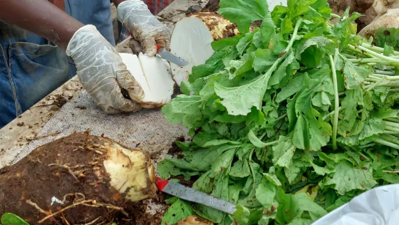 Documentaire : L'âme du couteau-chien