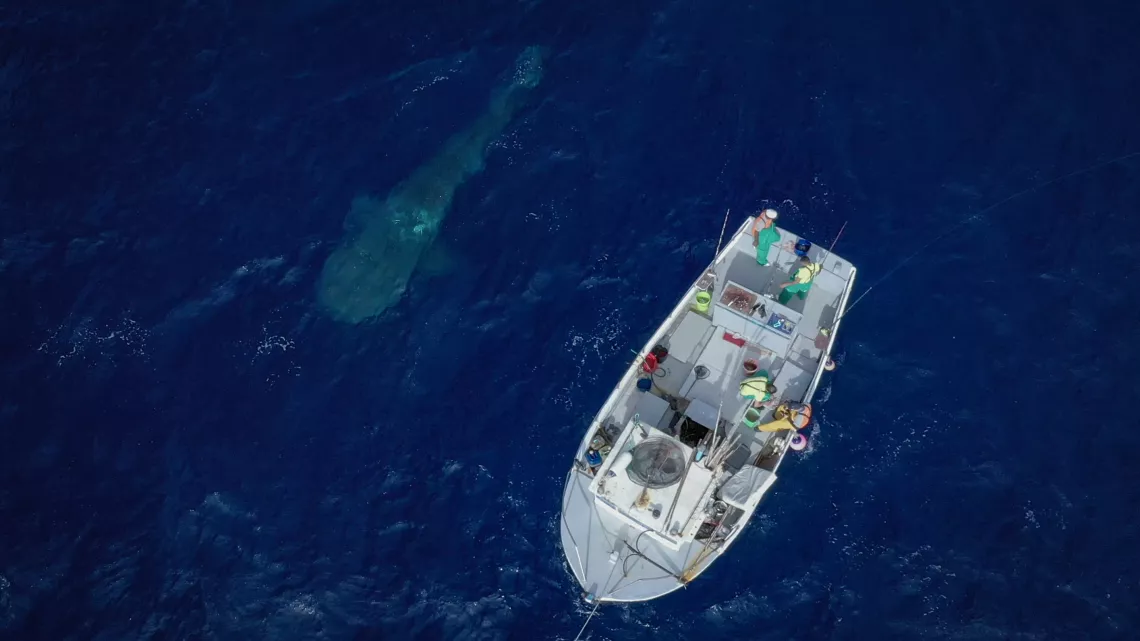 Sainte-Hélène, bastion de la biodiversité - Pecheurs et Requin baleine_Remi Demarthon