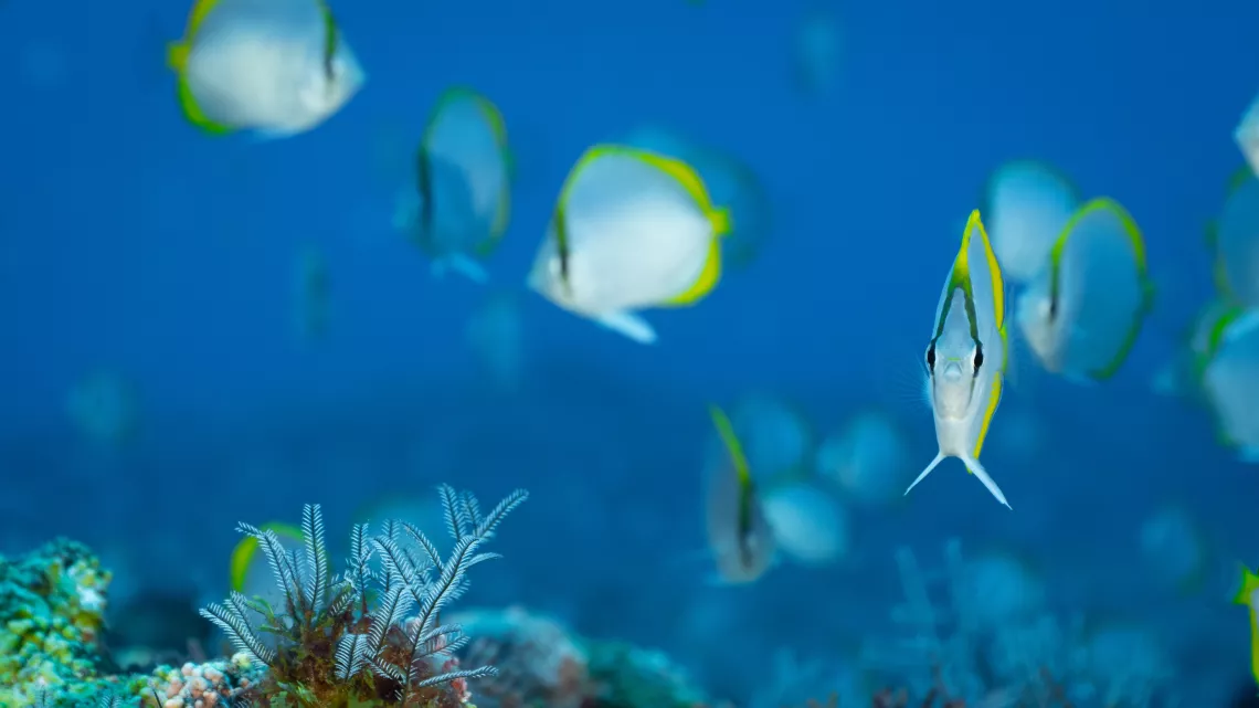 Sainte-Hélène, bastion de la biodiversité - Poisson Papillon_Remi Demarthon