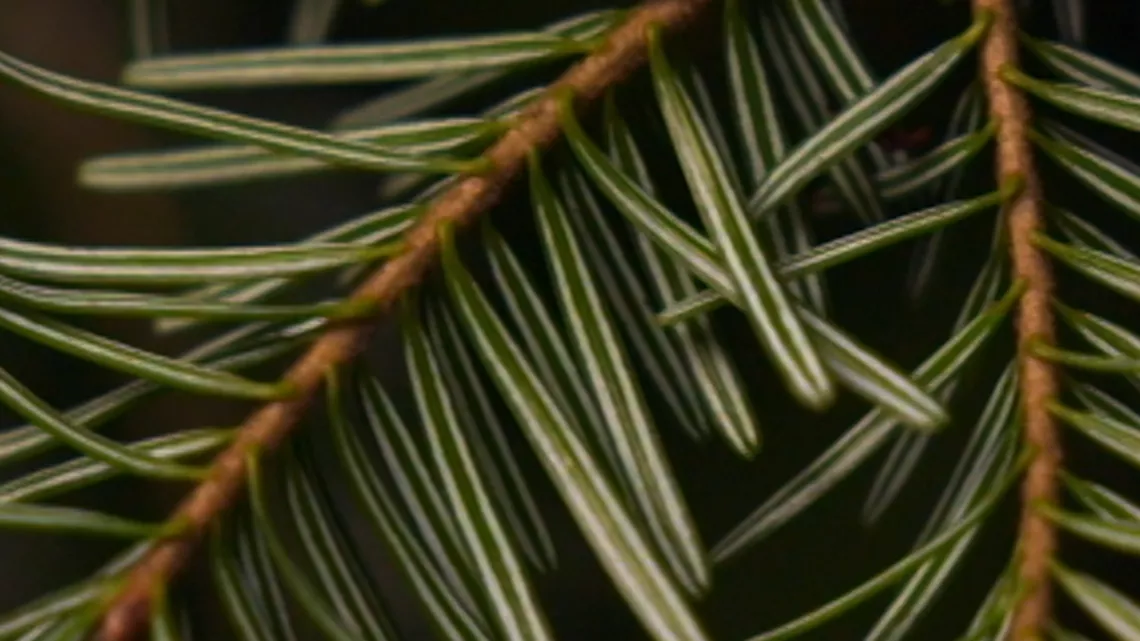 Le miel de sapin