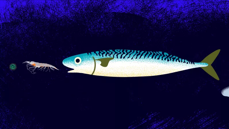 Exemple chaîne alimentaire 