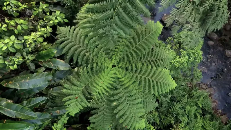 Les plus beaux treks : Martinique ©Camera One Télévision