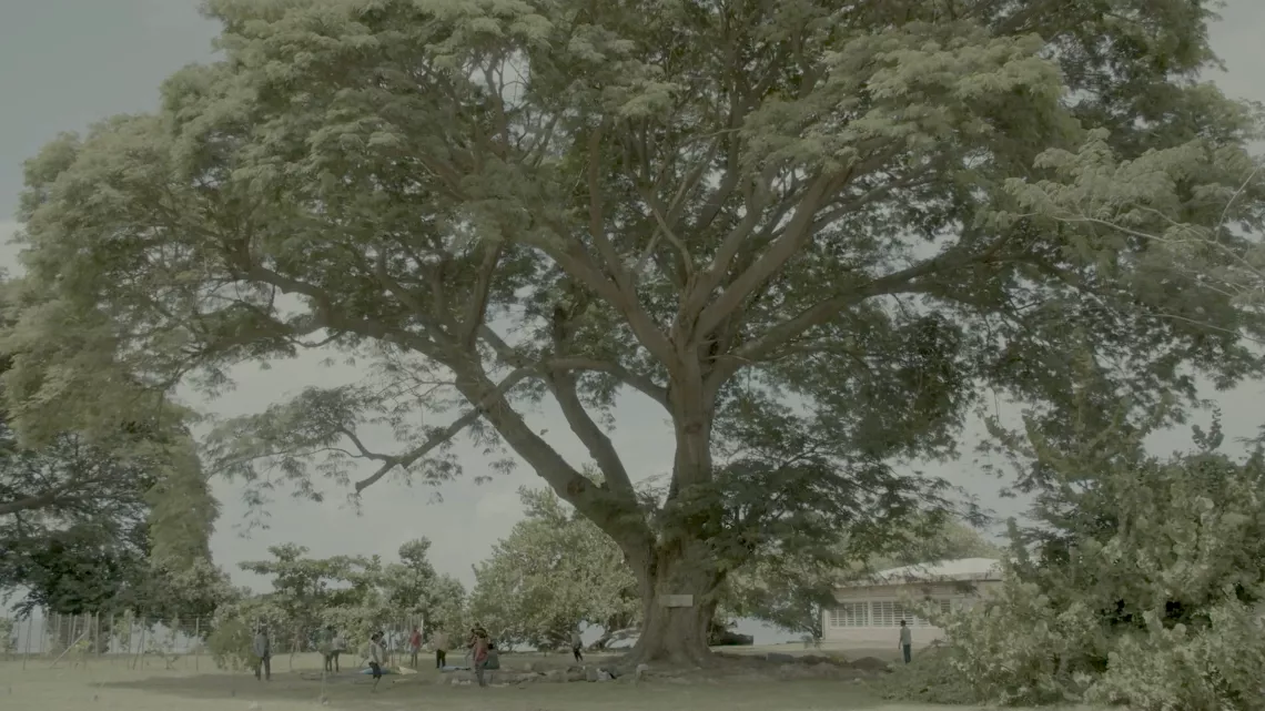 Documentaire : Mantjé Tonbé Sé Viv
