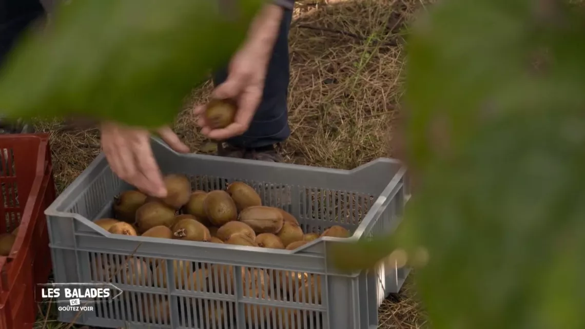 Les Balades de goûtez voir / kiwis