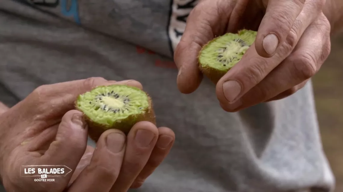 Les Balades de goûtez voir / kiwis