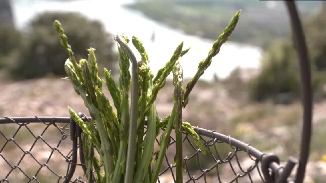 Asperge