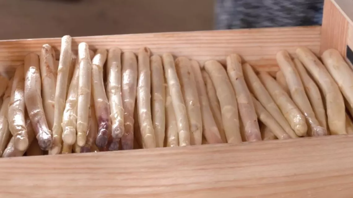 Asperge