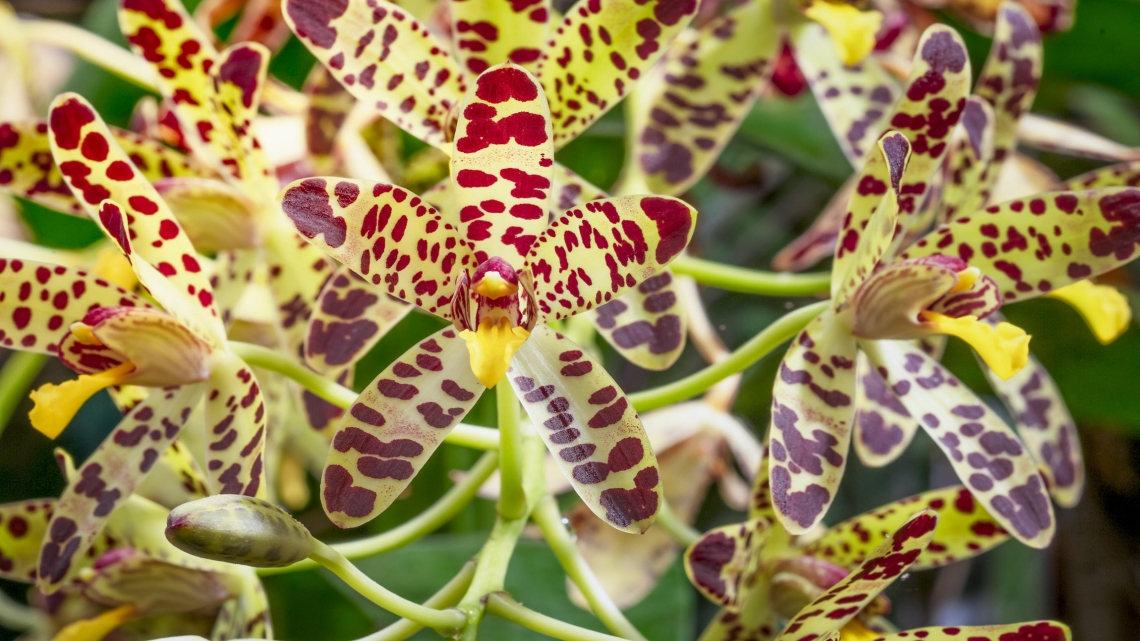 Les superpouvoirs des plantes / Forêts tropicales