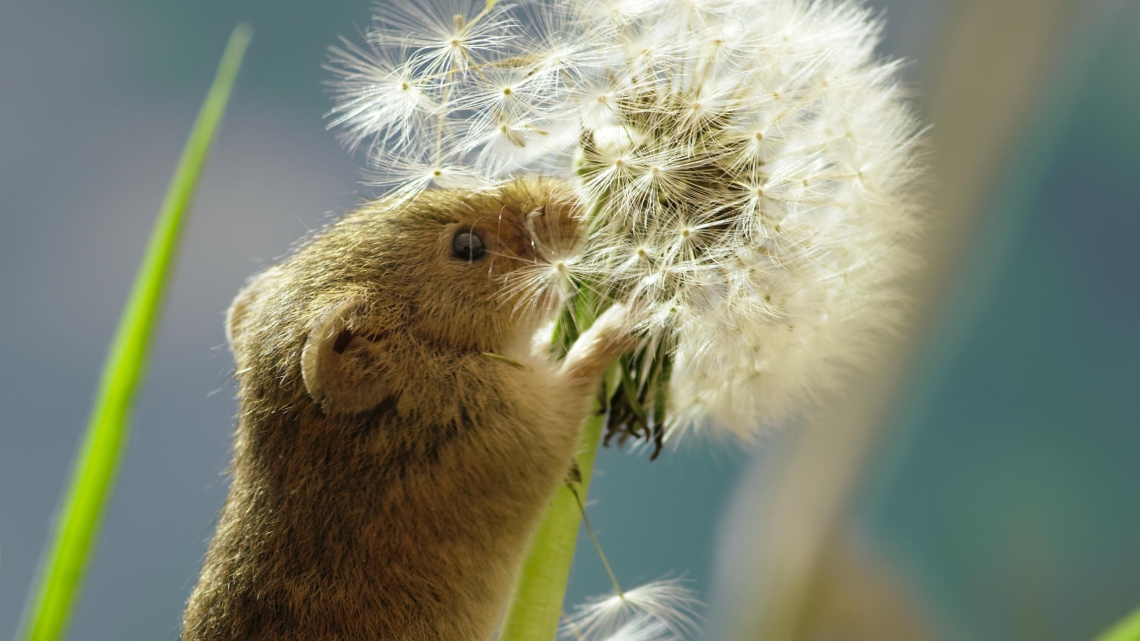 Au rythme des saisons BBC Studio