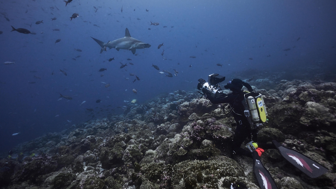 Requins, l'aventure secrète ©Frédéric BUYLE