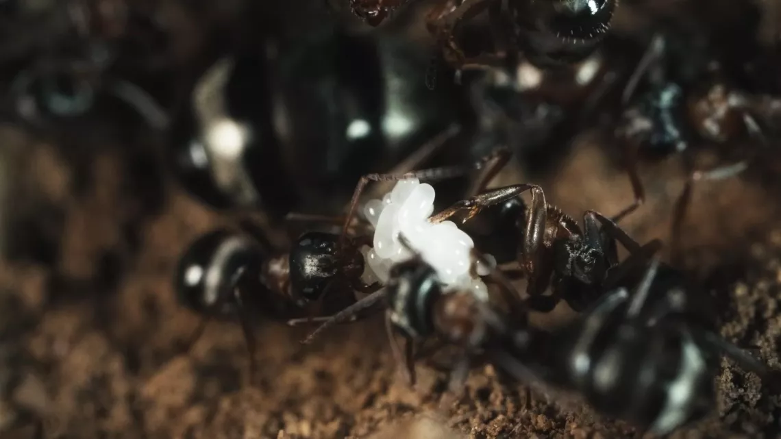 Le royaume des fourmis © Guindala Production