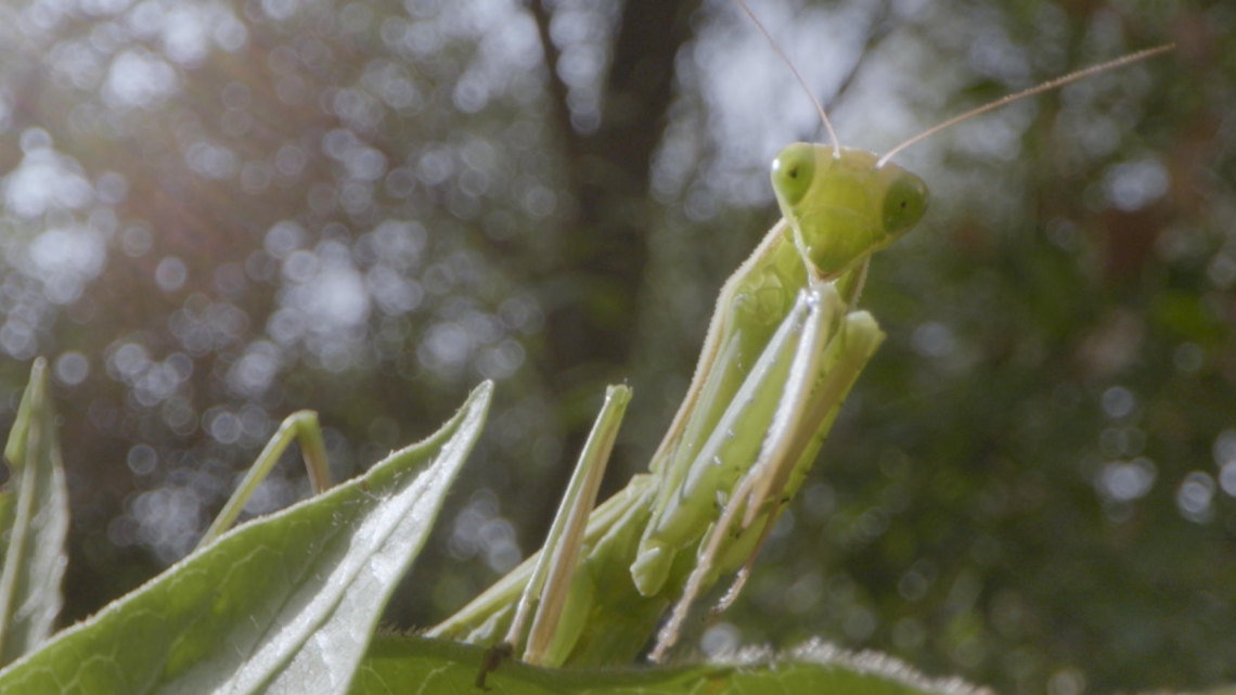 Mystérieux insectes, sur la piste des origines © Gédéon Programmes