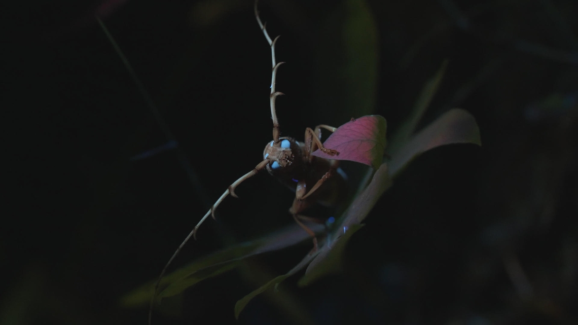 Mystérieux insectes, sur la piste des origines © Gédéon Programmes