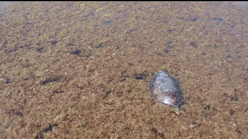 Caraïbes, la route des sargasses