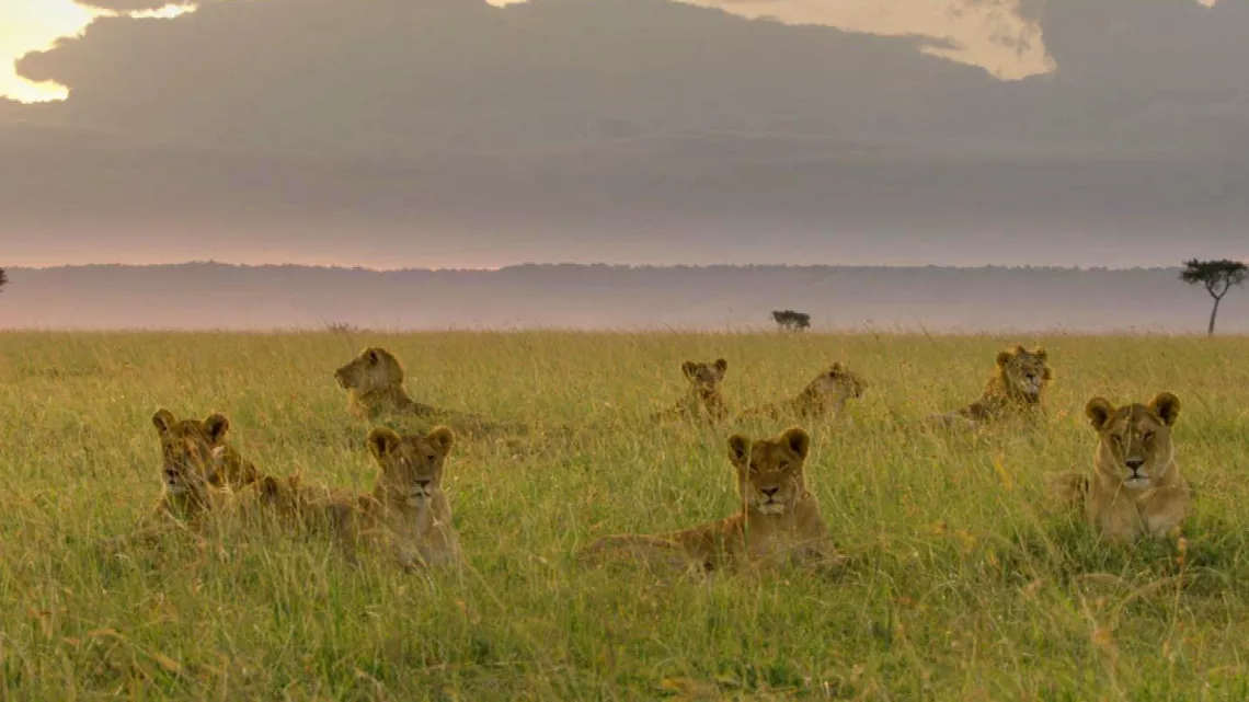 Le règne des lions du Masaï Mara