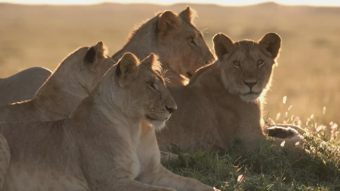 Le règne des lions du Masaï Mara