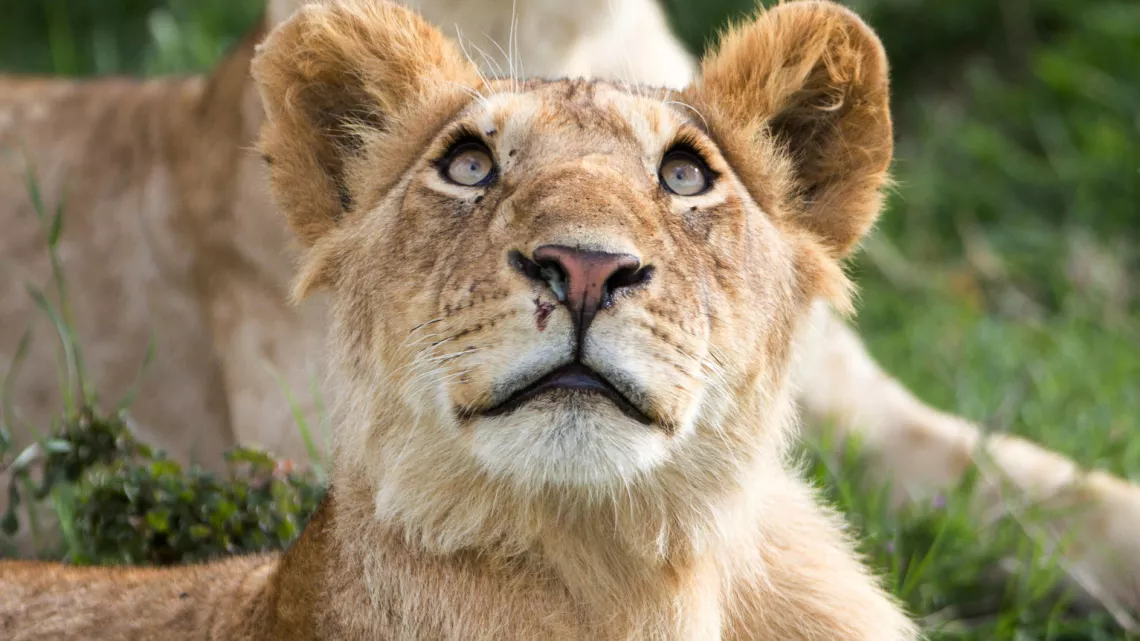 Le règne des lions du Masaï Mara