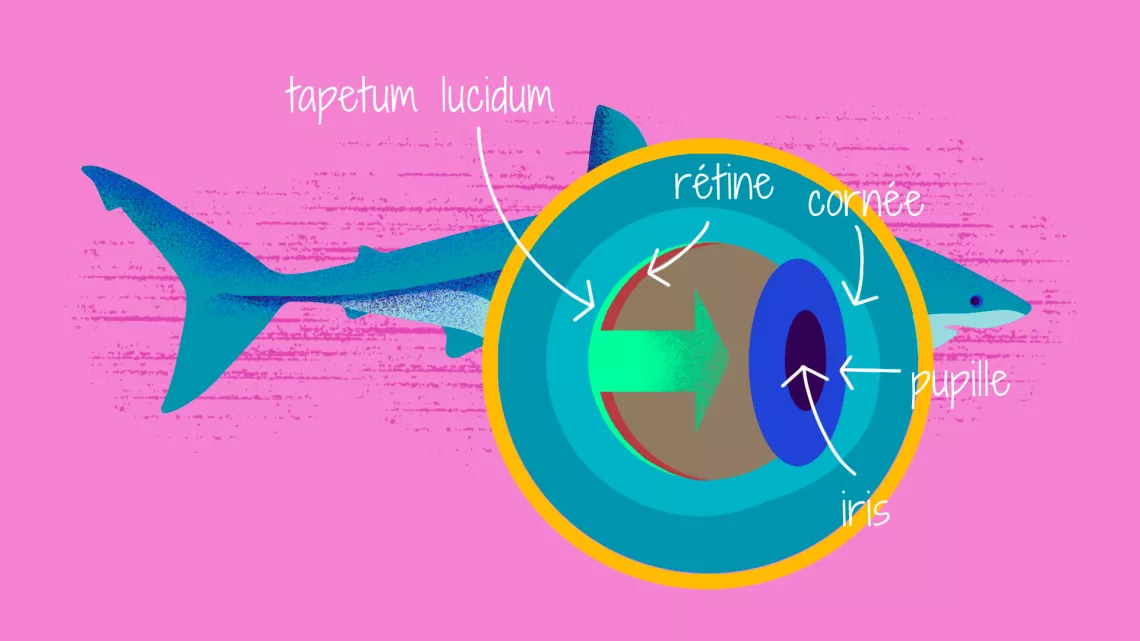 Vue en schéma de l'oeil d'un requin