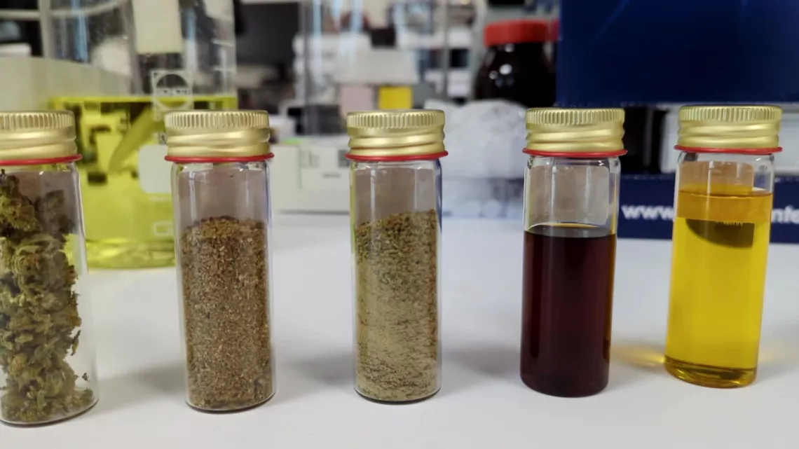 Le business légaux du cannabis