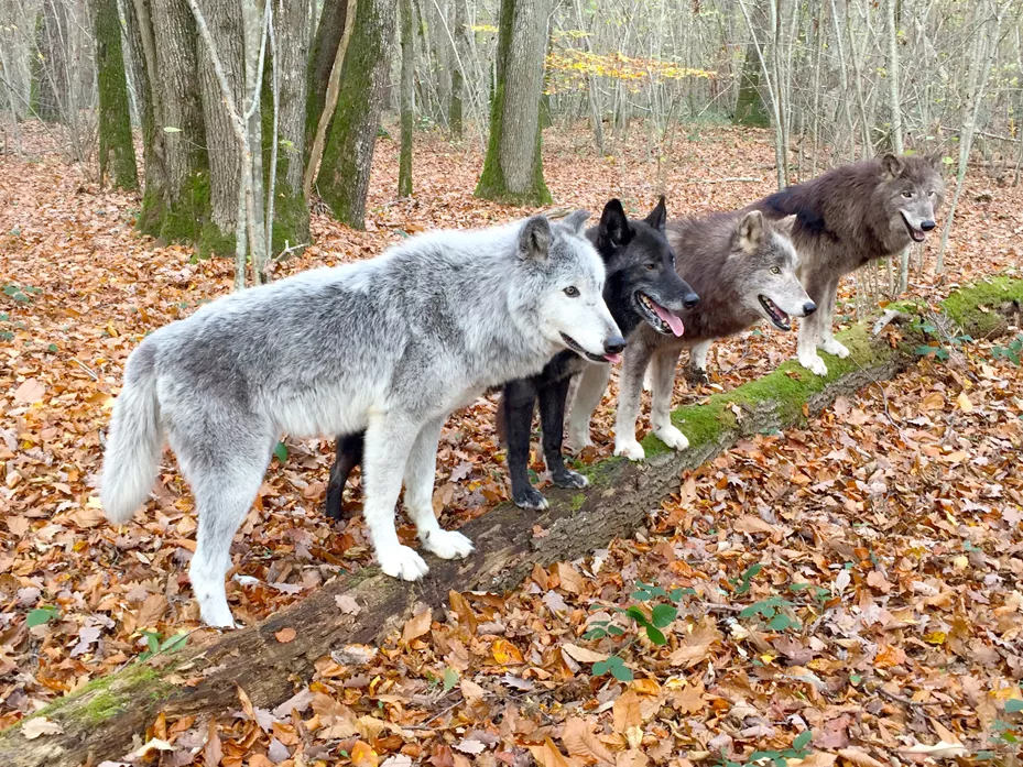 Loups dans le parc du Gévaudan ©Elephant prod Loups dans le parc du Gévaudan ©Elephant prod