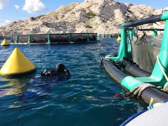 Les fermiers de la mer Plongeur sous-marin