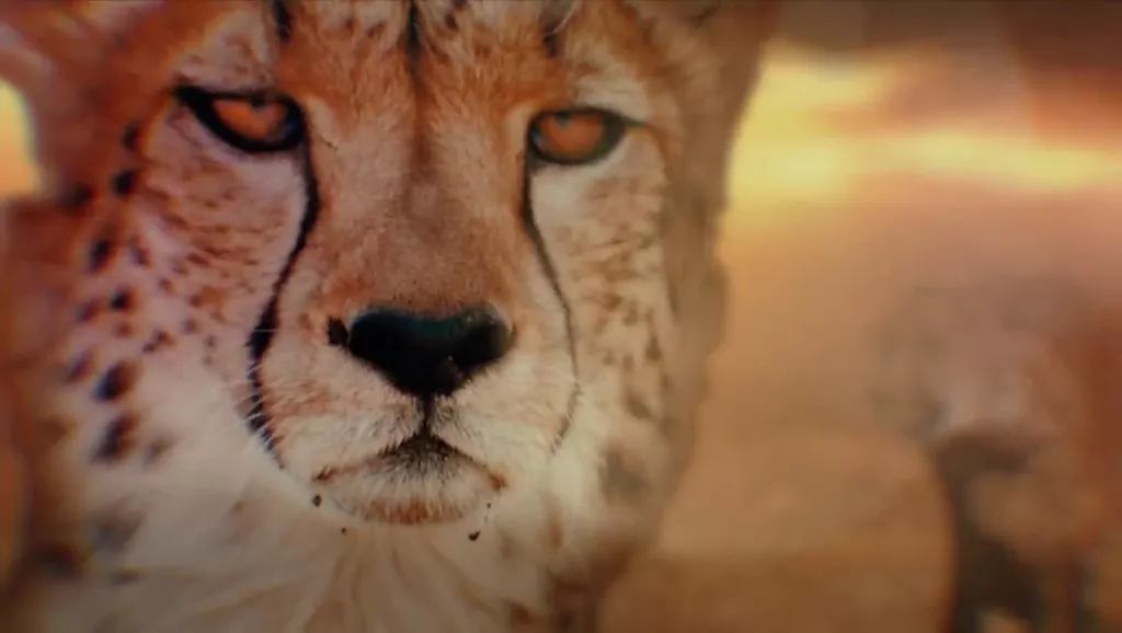 Une saison dans la savane Une saison dans la savane