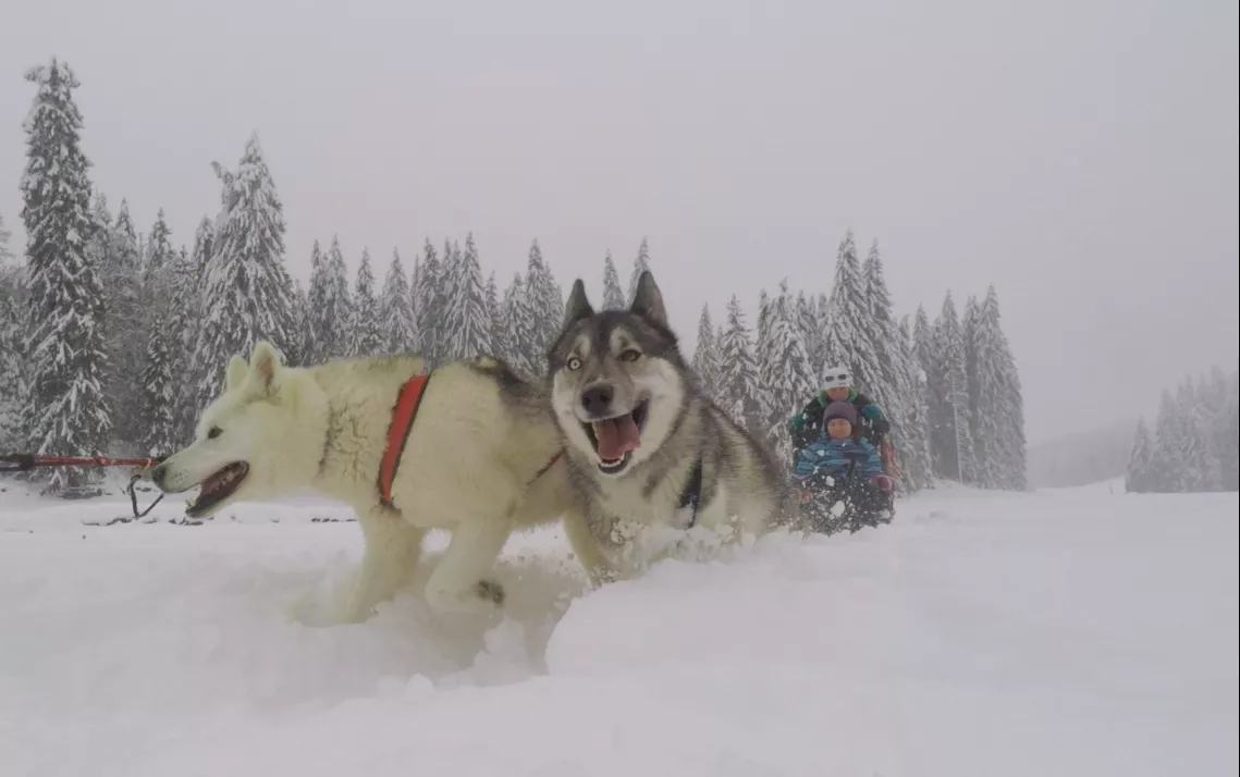 L'aventure polaire à Prémanon Chiens de traineau dans le haut Jura