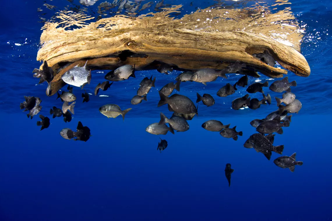 BBC PLANÈTE BLEUE 2