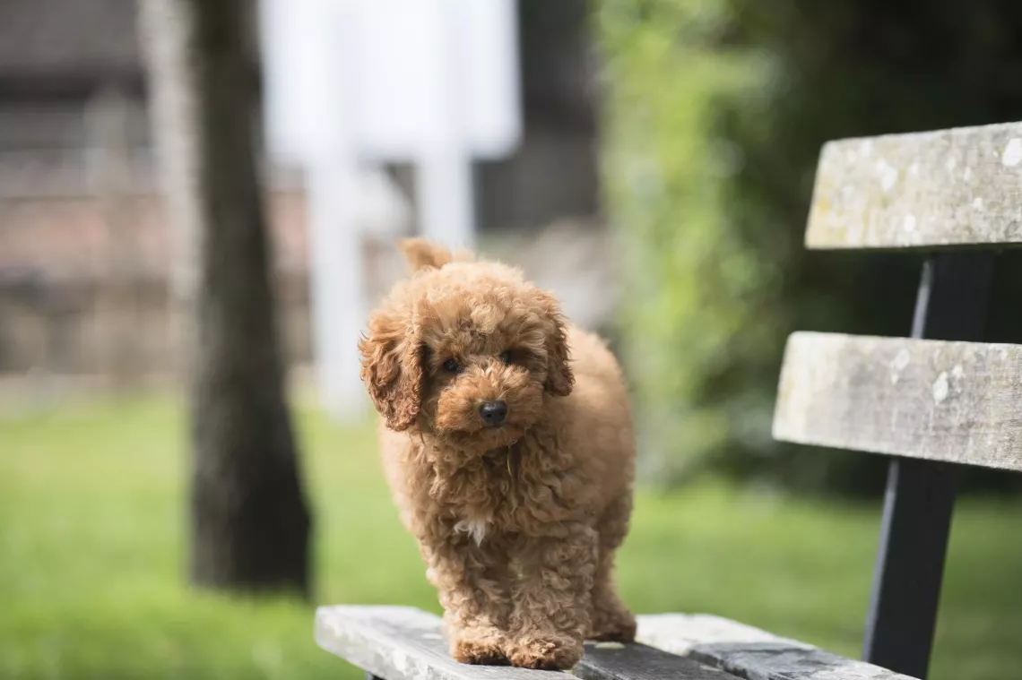 Brook Lapping Wonderful World of Puppies Series 2Episode 4