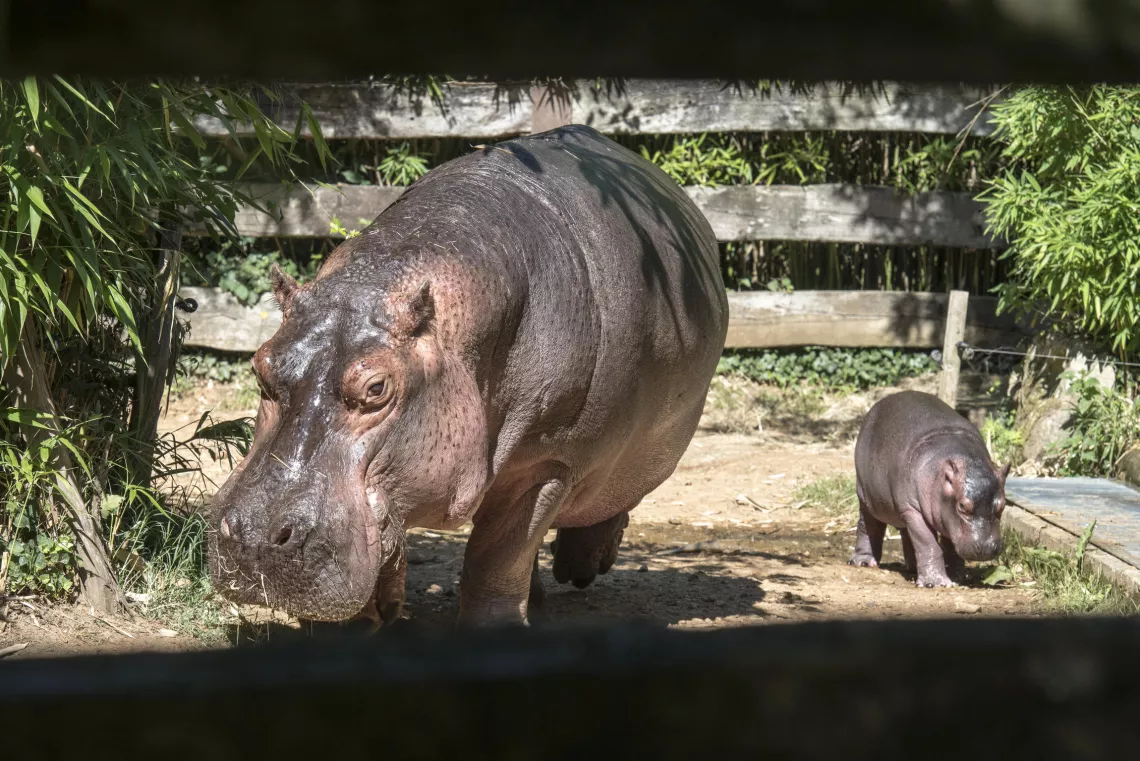 Nathalie GUYON/ FTV UNE SAISON AU ZOO