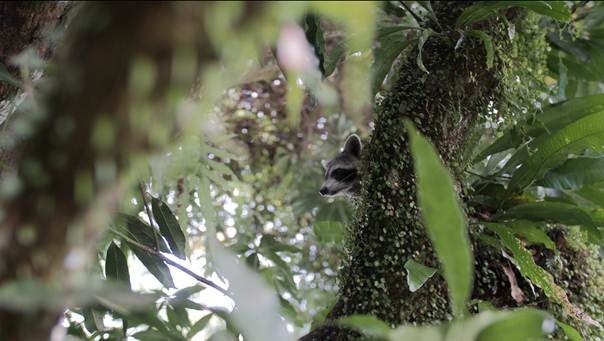 Guadeloupe, des cimes à l'océan