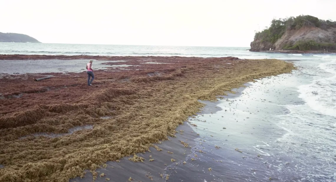 Documentaire : Caraïbes, sur la route des sargasses Documentaire : Caraïbes, sur la route des sargasses