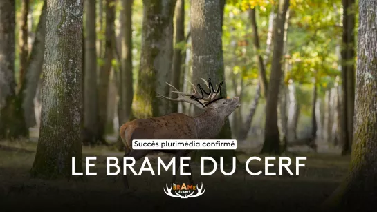 Brame du cerf fin