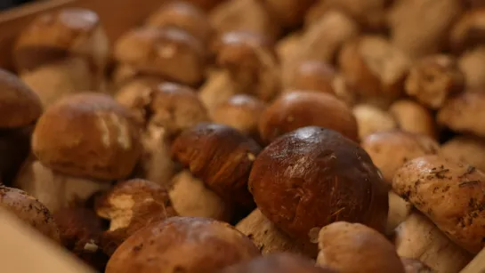 foire aux champignons