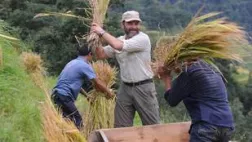 RENDEZ-VOUS EN TERRE INCONNUE "Clovis Cornillac chez les MIAO" Clovis Cornillac fait la récolte du riz chez les MIAO