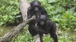 Une saison chez les bonobos Une saison chez les bonobos