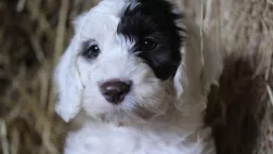 © Brook Lapping Production UNE VIE DE CHIOT