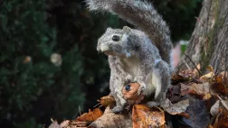 © John Downer Productions / BBC CAMERAS ESPIONS EN TERRE ANIMALE