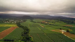 POUR QUELQUES BANANES DE PLUS, LA VERITABLE HISTOIRE DU CHLORDECONE