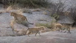 Les âmes sauvages du Rajasthan