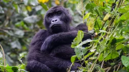 My gorilla dream