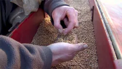 Du blé au pain